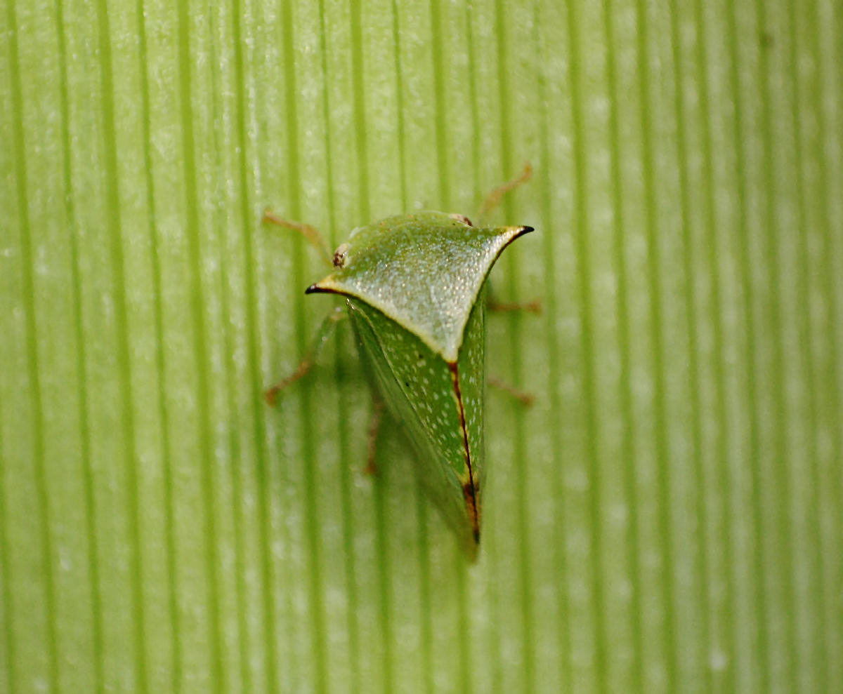 Stictocephala bisonia